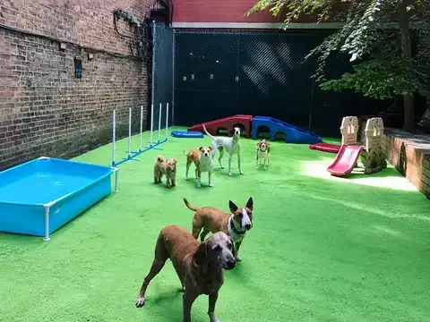 D is for Doggy
