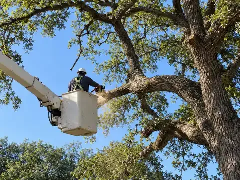 Atlas Tree Service | Austin