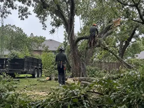 Rooted in Texas Tree Care