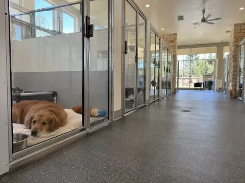 Canine Academy
