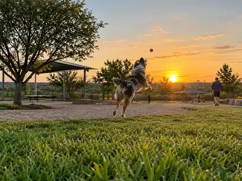 Wells Branch Dog Park