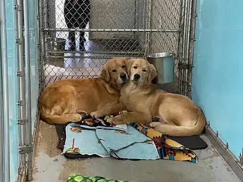 Highmark Kennel
