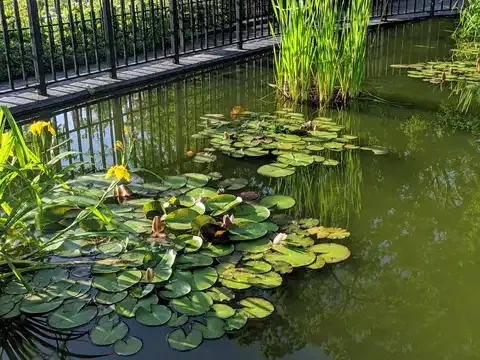 Narrows Botanical Garden